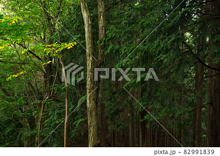 森の新緑(アップ) 82991839