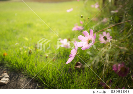 道端で咲いているコスモスの花 82991843