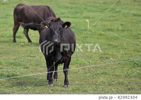牧場の風景・和牛 82992304