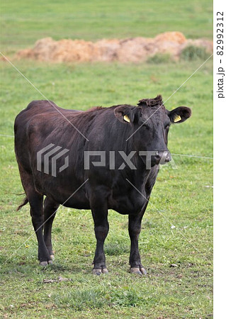 牧場の風景・和牛 82992312