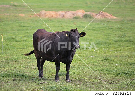 牧場の風景・和牛 82992313