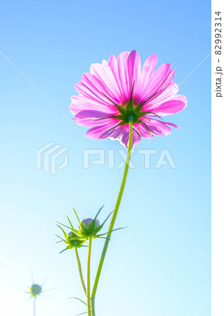 朝日に照らされるピンクのコスモスの花。 朝日に照らされるピンクのコスモスの花。 82992314