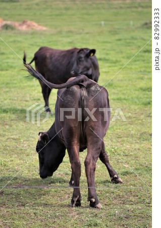 牧場の風景・和牛 82992333