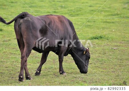 牧場の風景・和牛 82992335
