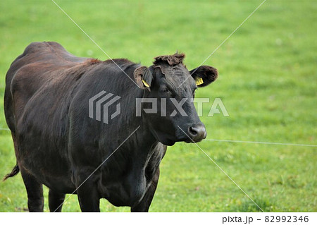 牧場の風景・和牛 82992346