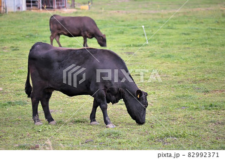 牧場の風景・和牛 82992371