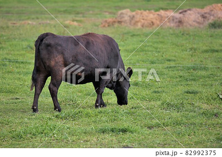 牧場の風景・和牛 82992375