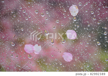 窓辺の光景（雨滴と花びら）　窓に張り付いた五枚の花びら 82992389