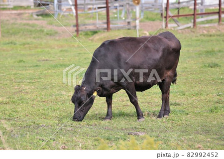牧場の風景・和牛 82992452