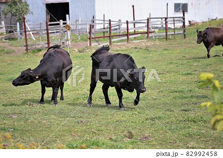 牧場の風景・和牛 82992458