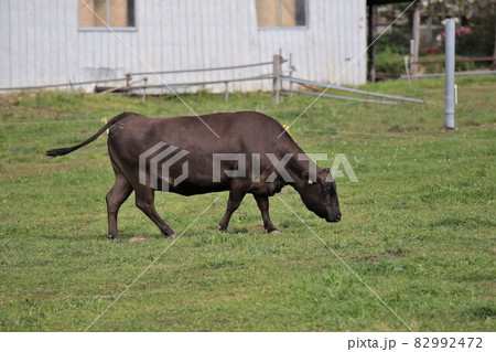 牧場の風景・和牛 82992472