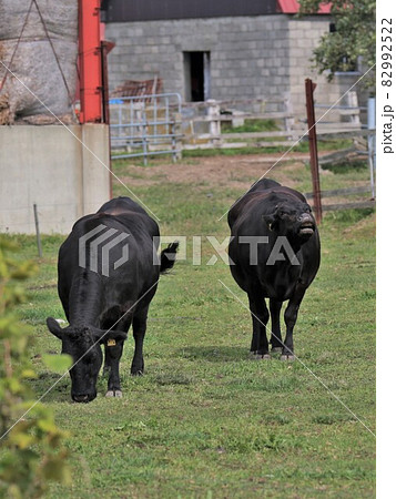 牧場の風景・和牛 82992522