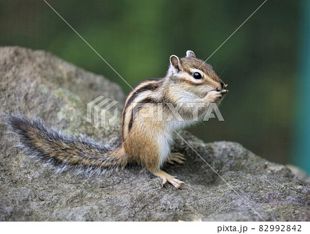 シマリス シマリス 82992842