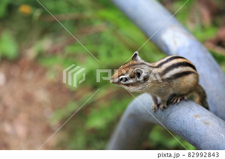 シマリス 82992843