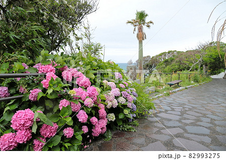 紫陽花　御前崎灯台にて 82993275
