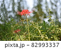 彼岸花 82993337