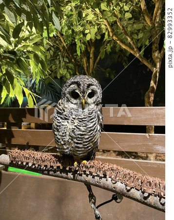 都会に住む梟という生き物 都会に住む梟という生き物 82993352