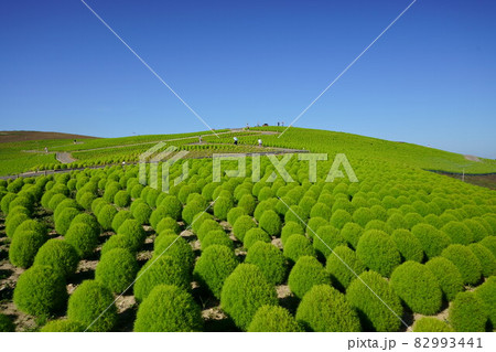 青空とグリーンコキアの丘 青空とグリーンコキアの丘 82993441