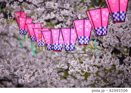 桜の満開と紙ランタン　春の風流なイメージ 82993506