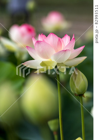 蓮の花 和風な初夏のイメージ 蓮の花 和風な初夏のイメージ 82993511
