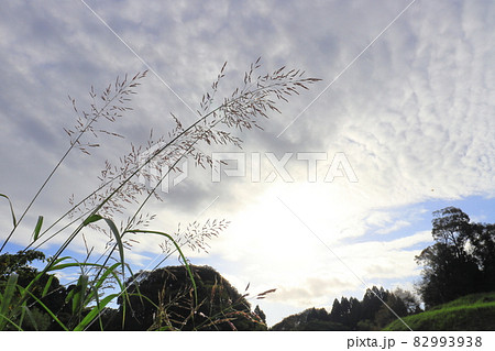 セイバンモロコシと朝の空 太陽 雲 セイバンモロコシと朝の空 太陽 雲 82993938