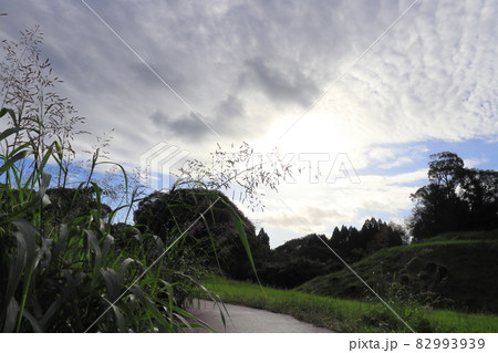 セイバンモロコシと朝の空　太陽　雲 82993939