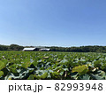 大泉緑地公園 82993948