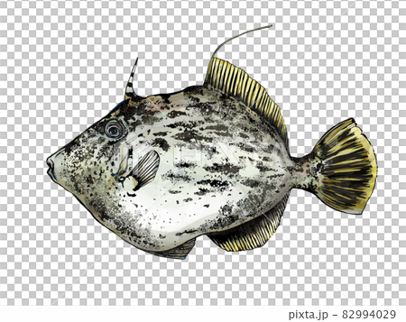 カワハギのイラスト - 背景透過 - 切り抜かれています 82994029