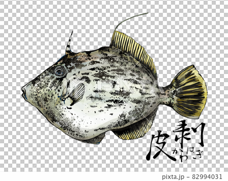 カワハギのイラスト - 背景透過 - 切り抜かれています 82994031