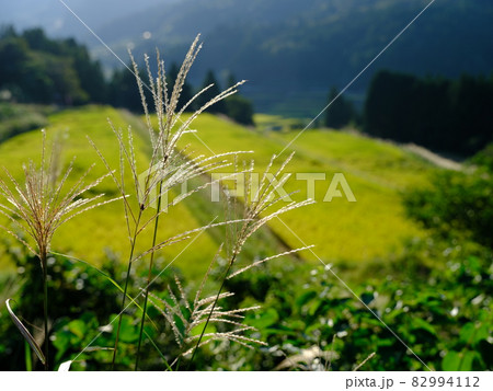 ススキの穂と棚田 ススキの穂と棚田 82994112