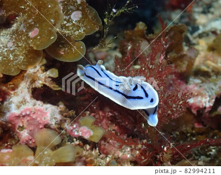 ミゾレウミウシ（三宅島） 82994211