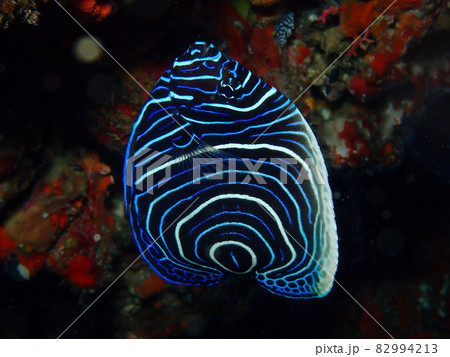 大きめなタテジマキンチャクダイの幼魚(三宅島) 大きめなタテジマキンチャクダイの幼魚(三宅島) 82994213