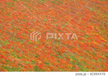 宮城県岩手県秋田県の三県にまたがる栗駒山 斜面一面の鮮やかな紅葉 宮城県岩手県秋田県の三県にまたがる栗駒山 斜面一面の鮮やかな紅葉 82994470