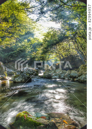 森の風景 森の風景 82994957