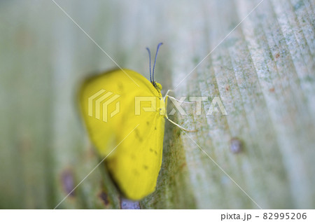 one-spot grass yellow butterfly on a leaf close-up macro photograph. 82995206