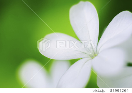 Plumbago auriculata flower macro close-up photograph. Soft white petals against a natural green bokeh background. Plumbago auriculata flower macro close-up photograph. Soft white petals against a natural green bokeh background. 82995264