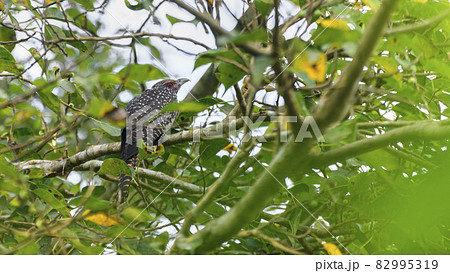 Asian koel female bird spotted in the foliage of banyan tree branch. beautiful pattern of the plumage and the red-eyed bird view from behind. Asian koel female bird spotted in the foliage of banyan tree branch. beautiful pattern of the plumage and the red-eyed bird view from behind. 82995319
