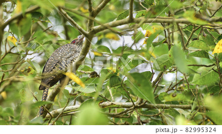 Asian koel female bird spotted in the foliage of banyan tree branch. beautiful pattern of the plumage and the red-eyed bird view from behind. 82995324