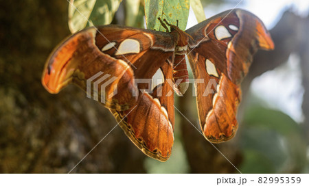 Snake head moth butterfly full wingspan close up photograph, largest moth in Sri Lanka. Snake head moth butterfly full wingspan close up photograph, largest moth in Sri Lanka. 82995359