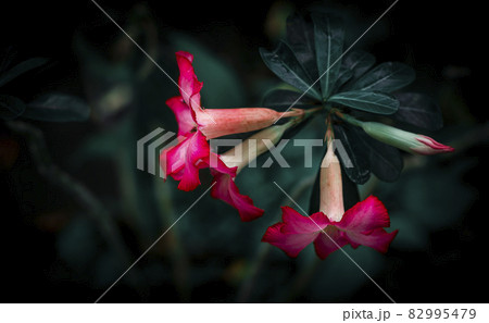 Dessert rose is a beautiful and poisonous flowering plant. Its roots and stem contain cardiac glycosides sap mainly used for making poisonous arrows. Dessert rose is a beautiful and poisonous flowering plant. Its roots and stem contain cardiac glycosides sap mainly used for making poisonous arrows. 82995479