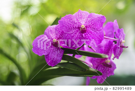 Vanda Madame Wirat dr.Anek pink orchid flowers.Vanda Madame Wirat dr.Anek pink orchid flowers. A beautiful bunch of Orchid flowers closes up in the garden. 82995489