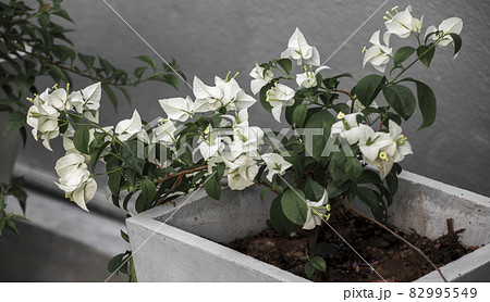 Potted bougainvillea plant with many white beautiful bougainvillea flowers closes up. 82995549