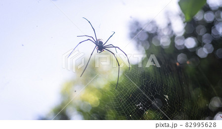 Golden silk orb-weaver weaving the spider net close up. Golden silk orb-weaver weaving the spider net close up. 82995628