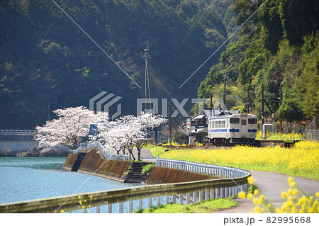 熊本県・球磨川沿いの桜と菜の花と電車 82995668