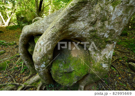 男池湧水群の森奥深くにある怪奇な樹林（大分県由布市） 82995669