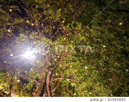 イルミネーションで飾られた樹木 82995693