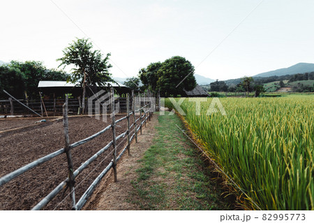 The rice plants in the fields,Paddy field 82995773