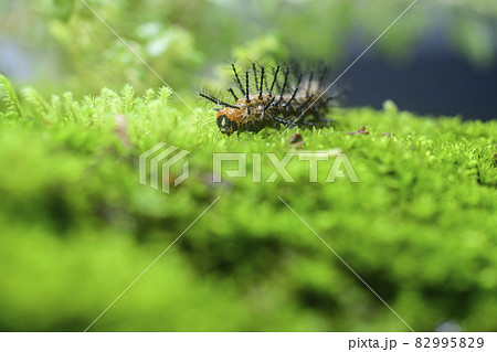 Common leopard larva crawling in wet moss surface close up macro. Common leopard larva crawling in wet moss surface close up macro. 82995829