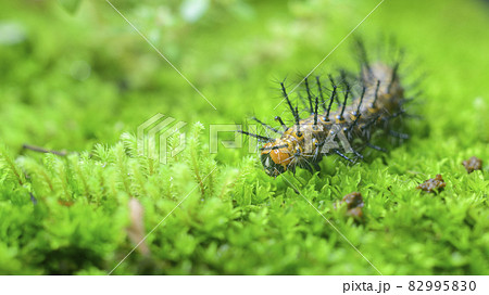 Common leopard larva crawling in wet moss surface close up macro.Various stages of the metamorphosis of a beautiful butterfly. Common leopard larva crawling in wet moss surface close up macro.Various stages of the metamorphosis of a beautiful butterfly. 82995830