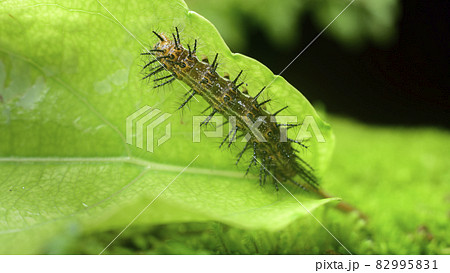 Common leopard larva eating Governors plum leaf close up macro. Various stages of the metamorphosis of a beautiful butterfly. Common leopard larva eating Governors plum leaf close up macro. Various stages of the metamorphosis of a beautiful butterfly. 82995831